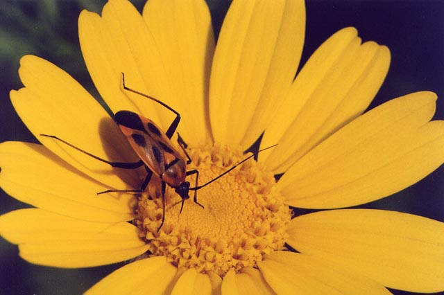 Insieme - Al ristorante Chrysanthemum segetum...